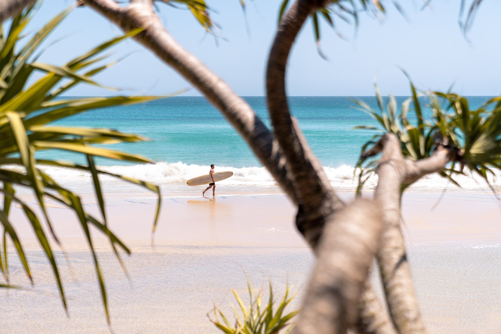 man. surfboard. beach. palm tree